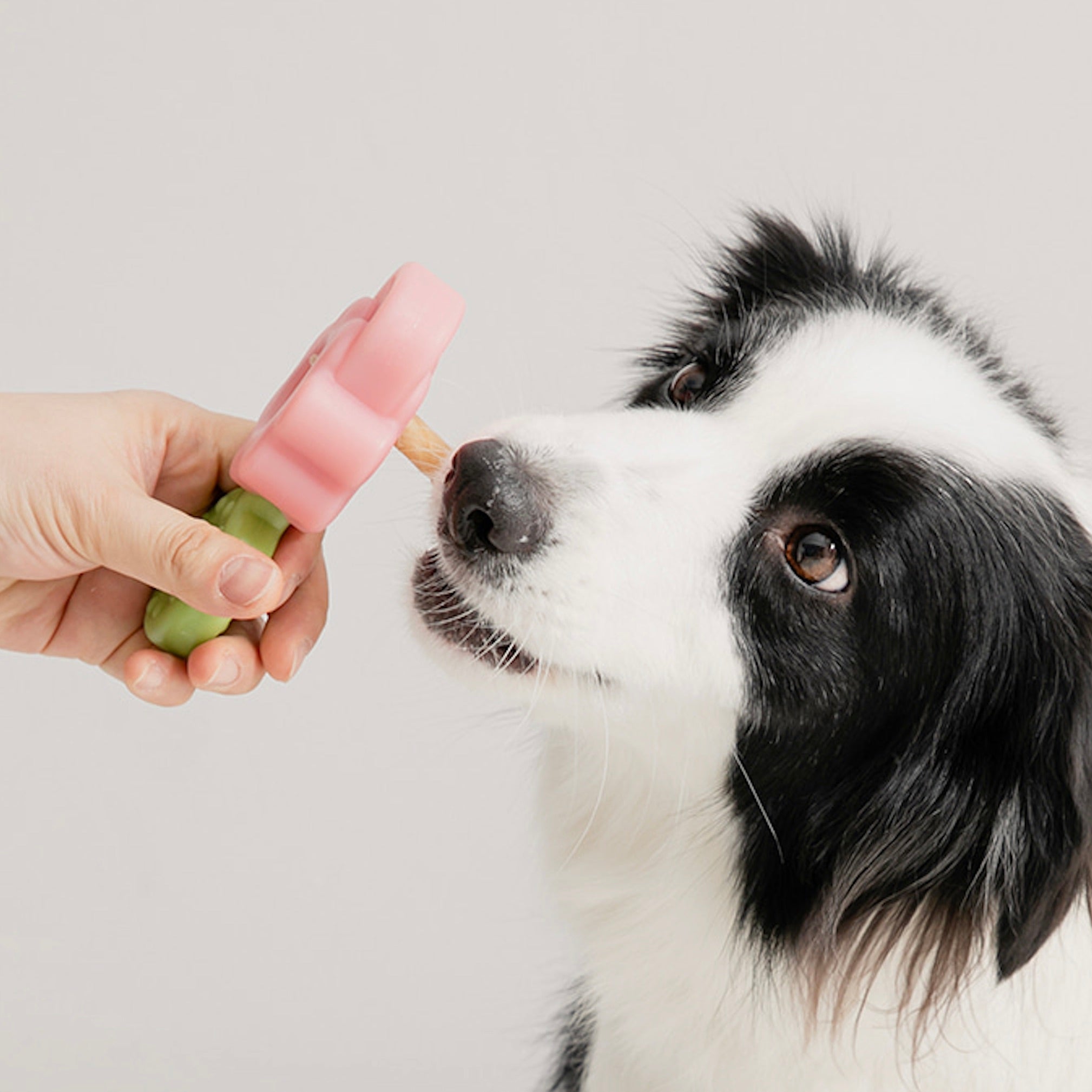 犬用 攻撃的な噛み手 タフなウェットフードカップ 犬用 攻撃的な噛み手 タフなウェットフードカップ