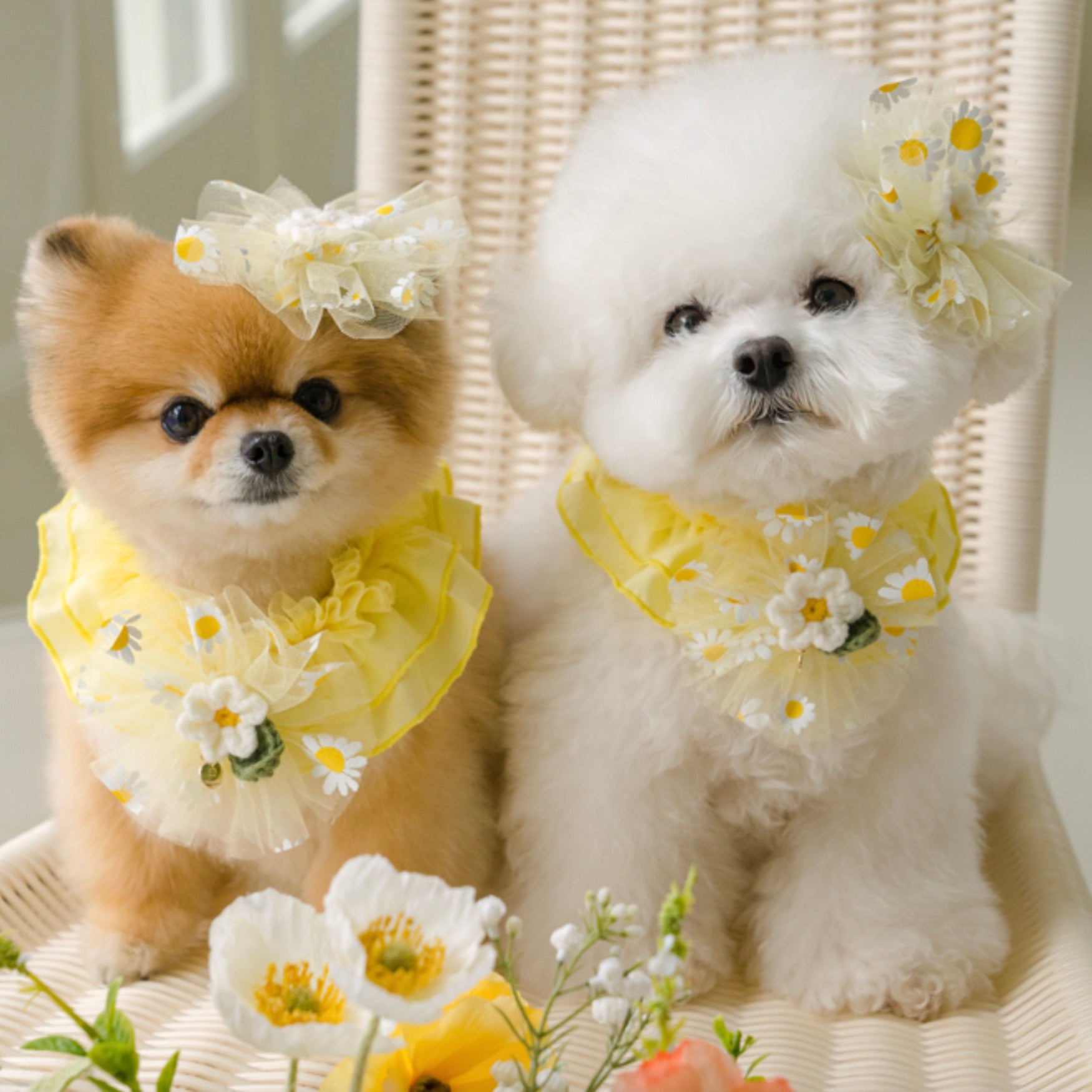 海外犬服 高品質なインポートのドッグウェア通販 