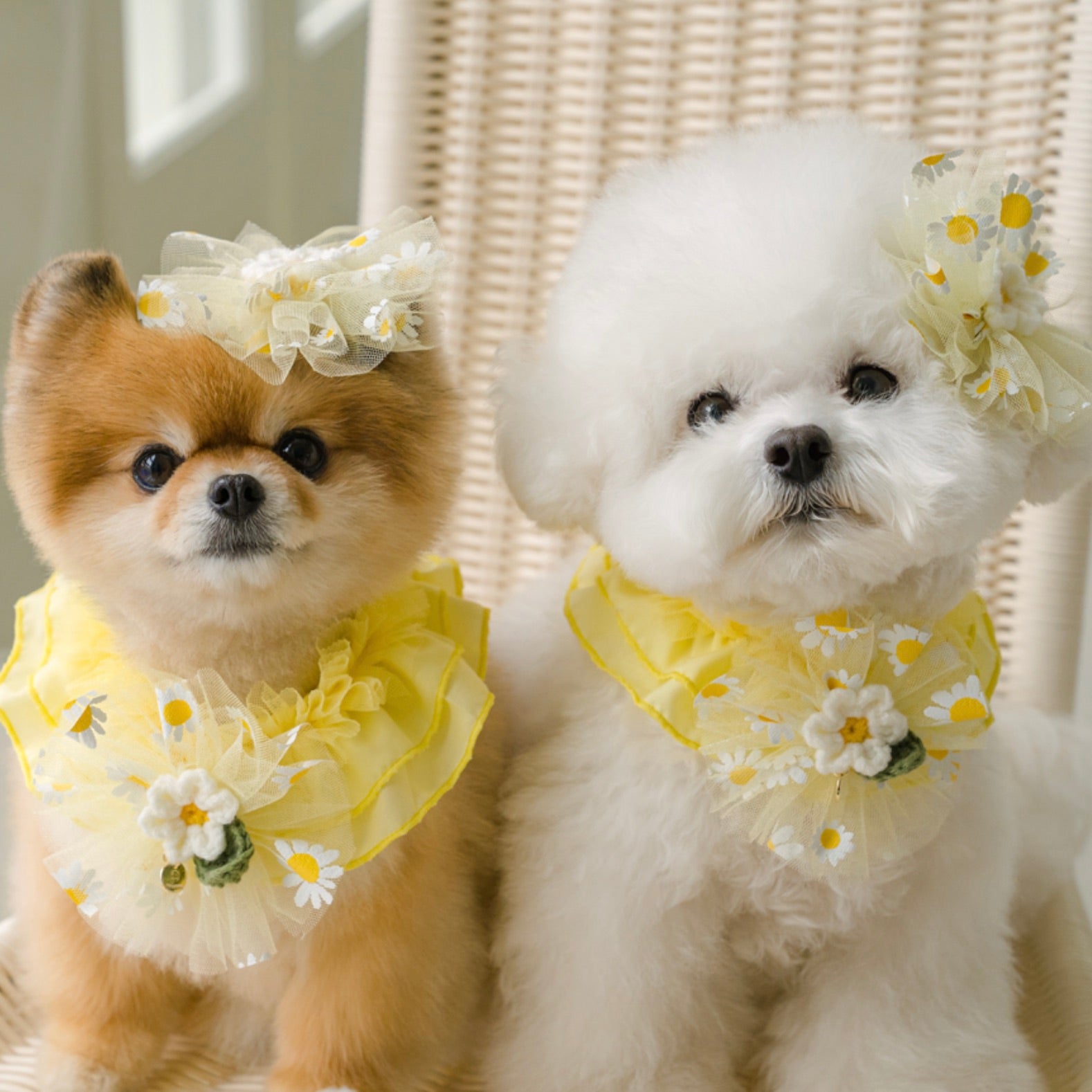 海外犬服 高品質なインポートのドッグウェア通販 
