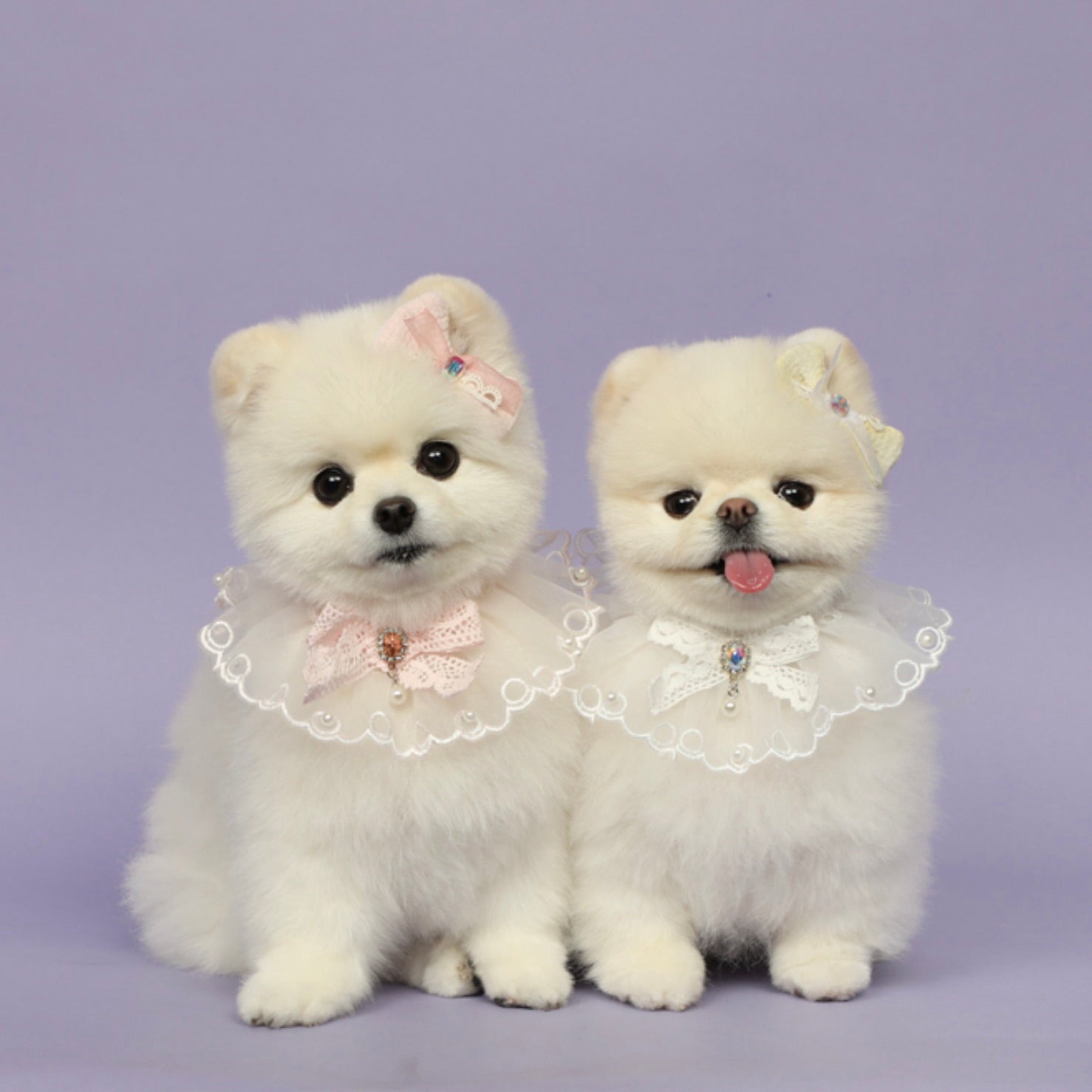 ビブ・スタイ – URBAN DOG TOKYO