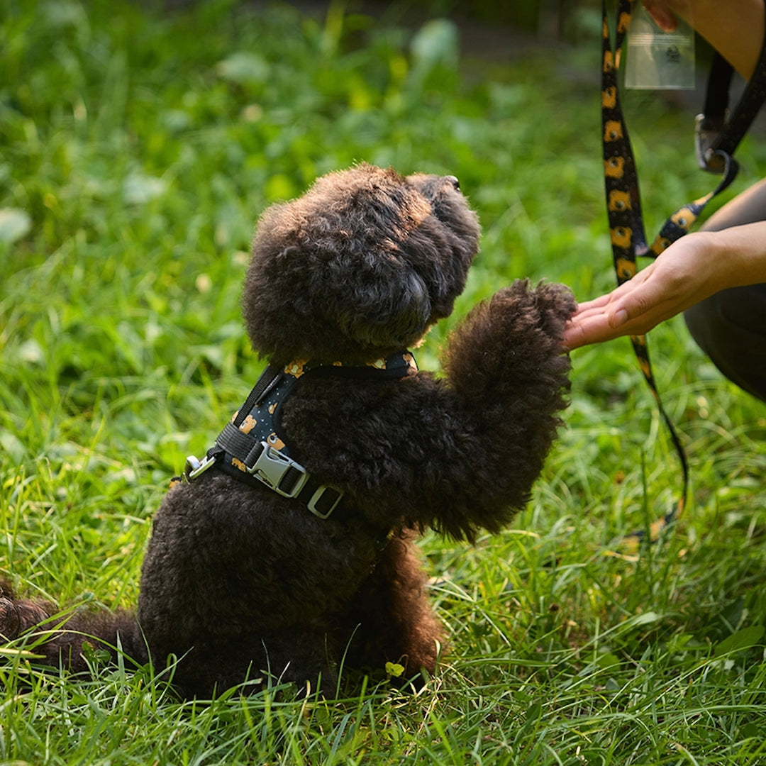 ※予約販売【andblank】ICONIC Joy Bear Harness（Black）