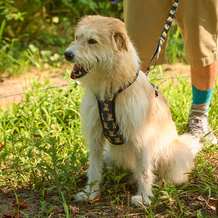 ※予約販売【andblank】ICONIC Joy Bear Harness（Black）