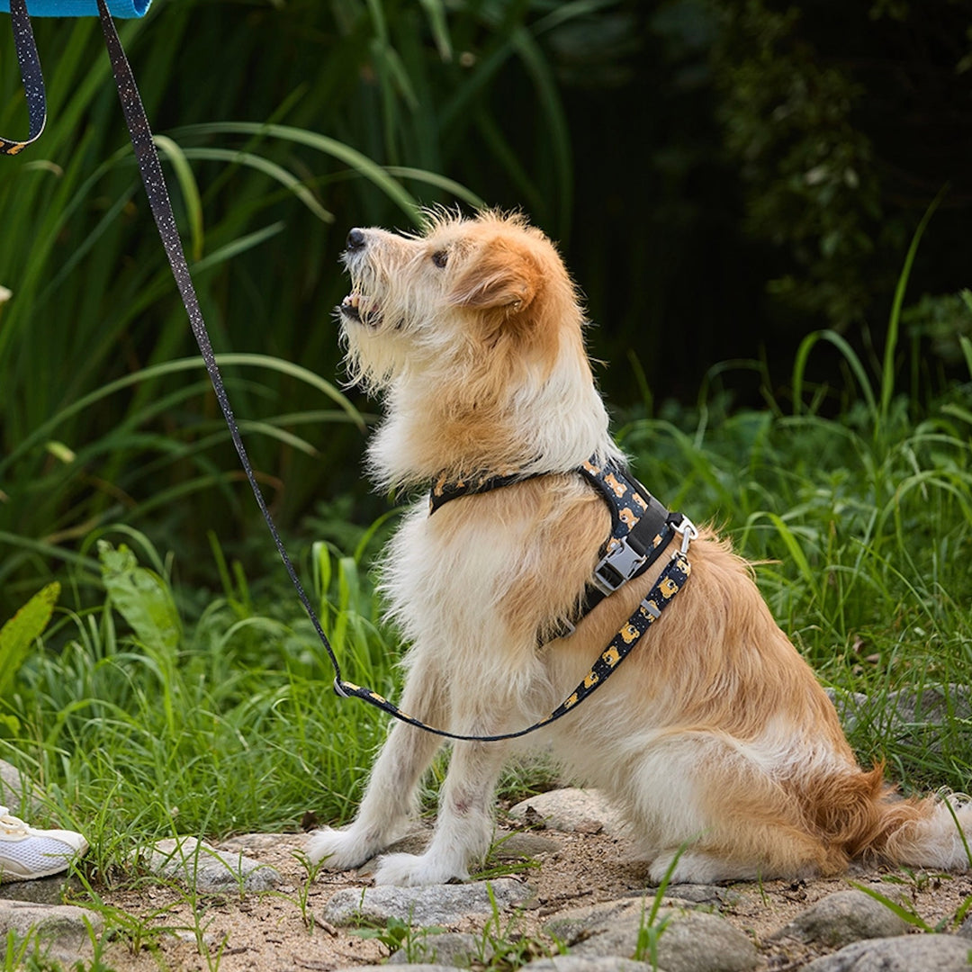 即納【andblank】ICONIC Joy Bear Hands Free Leash（Black）