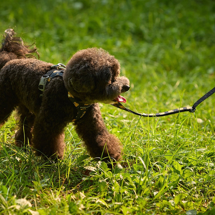 即納【andblank】ICONIC Joy Bear Hands Free Leash（Black）