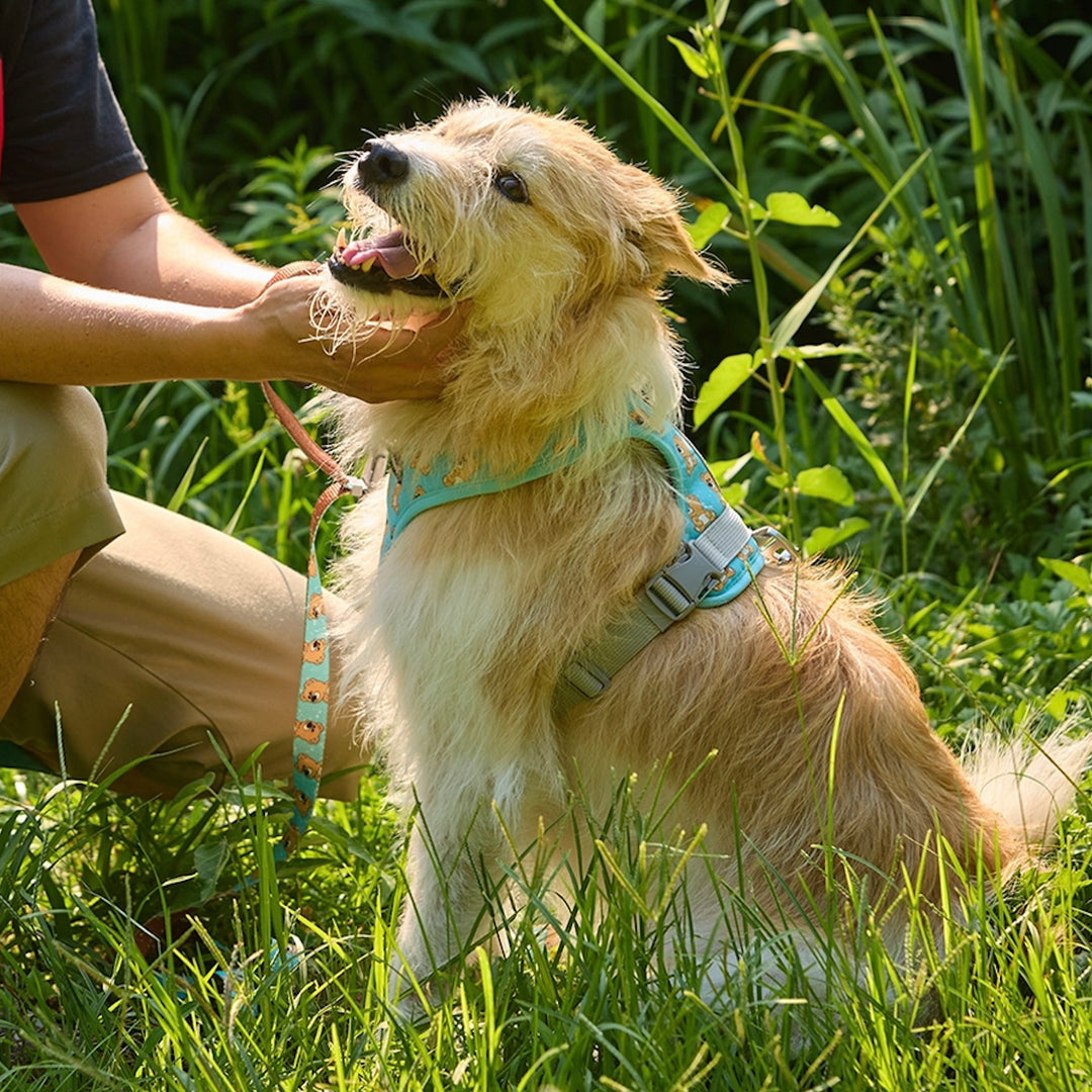 ※予約販売【andblank】ICONIC Joy Bear Harness（Mint）