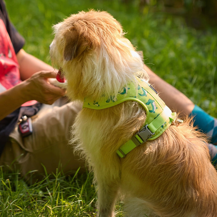 即納【andblank】ICONIC Lazy Crocodile Harness（Green）
