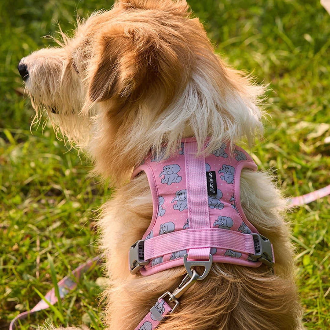 ※予約販売【andblank】ICONIC Jelly Phant Harness（Pink）