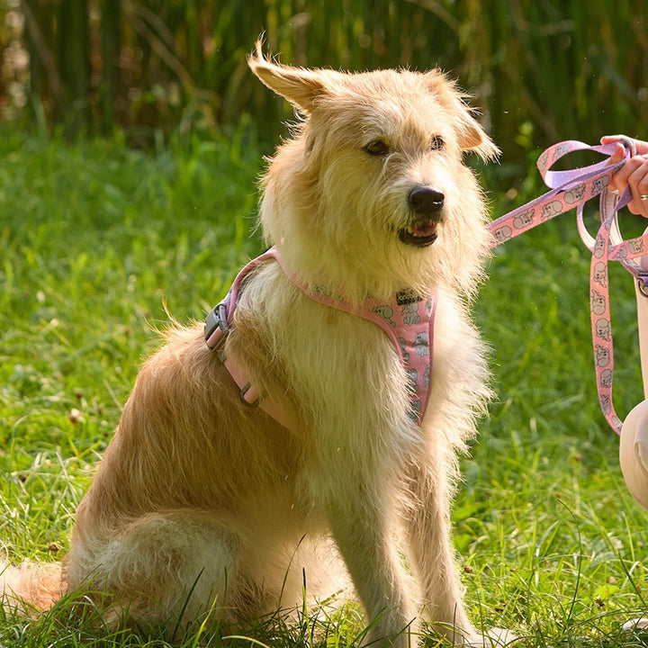 ※予約販売【andblank】ICONIC Jelly Phant Harness（Pink）