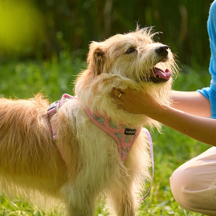 ※予約販売【andblank】ICONIC Jelly Phant Harness（Pink）
