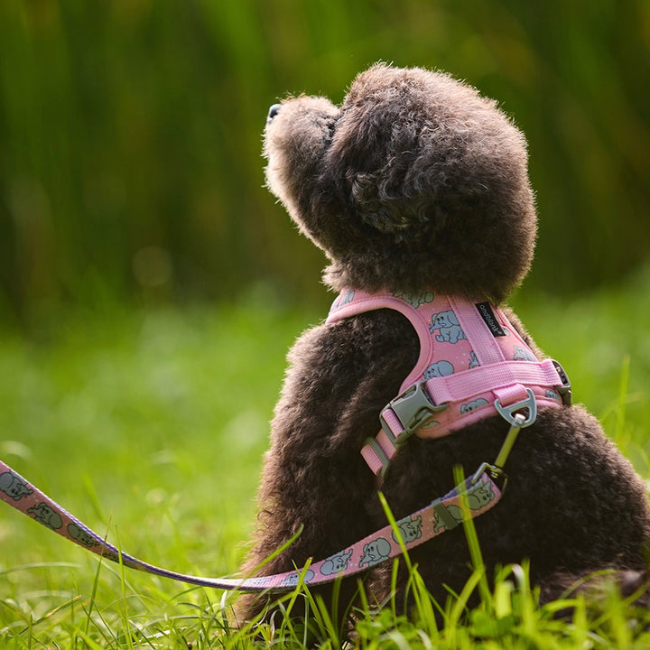 ※予約販売【andblank】ICONIC Jelly Phant Harness（Pink）