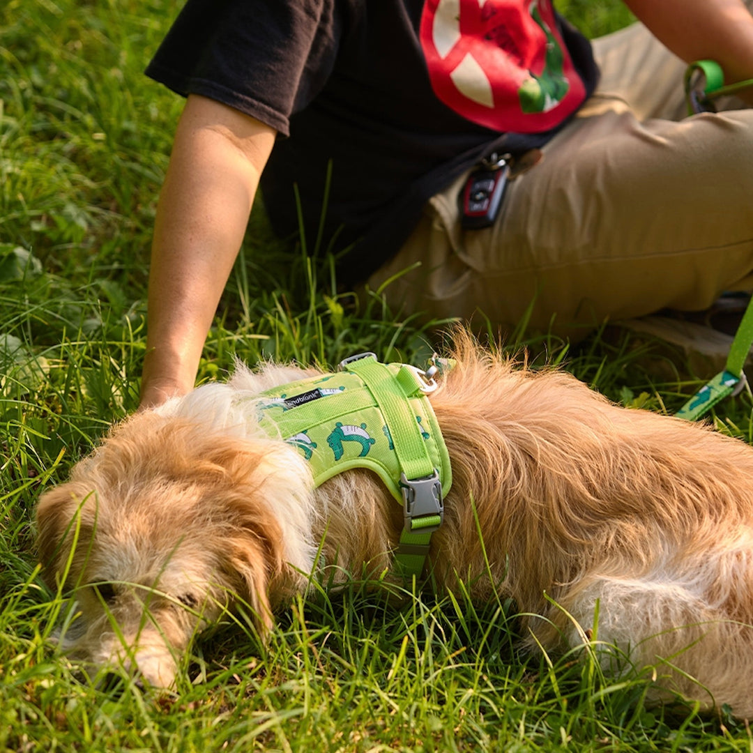 ※予約販売【andblank】ICONIC Lazy Crocodile Hands Free Leash（Green）