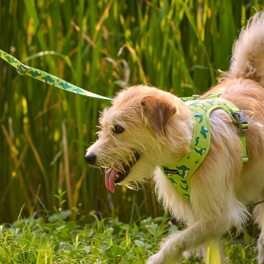 ※予約販売【andblank】ICONIC Lazy Crocodile Hands Free Leash（Green）