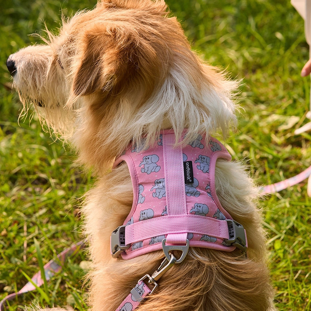 即納【andblank】ICONIC Jelly Phant Hands Free Leash（Pink）