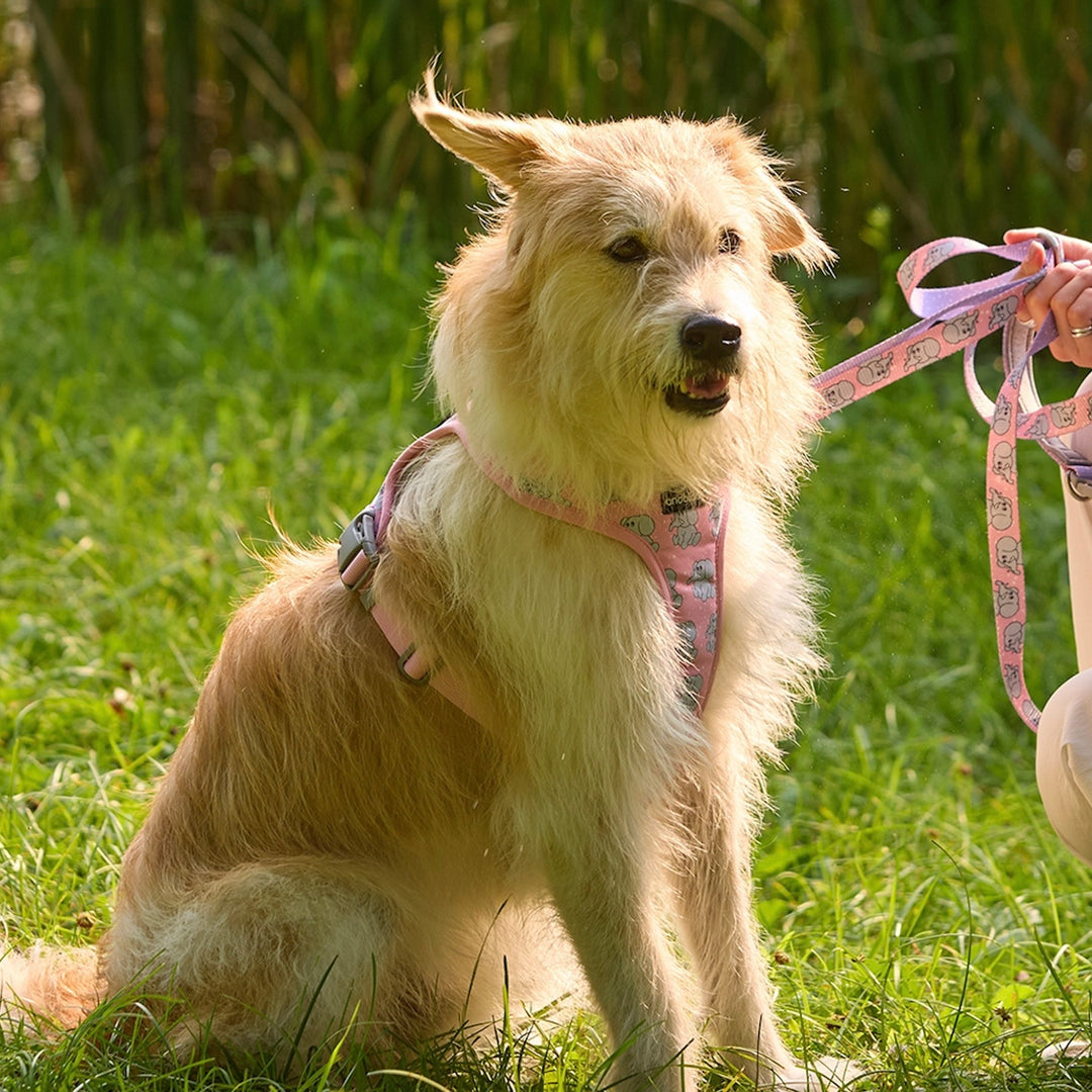 即納【andblank】ICONIC Jelly Phant Hands Free Leash（Pink）