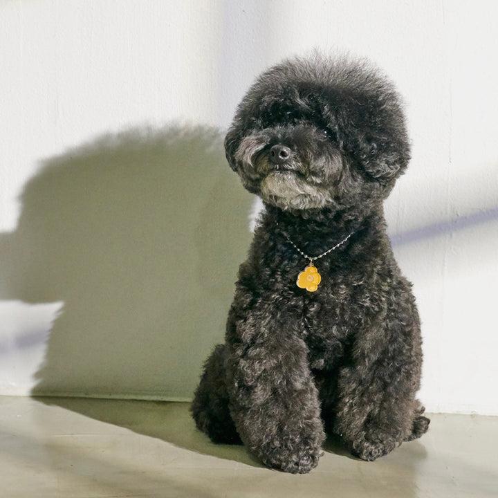 ※予約販売【foreverybari】PENSÉE Necklace