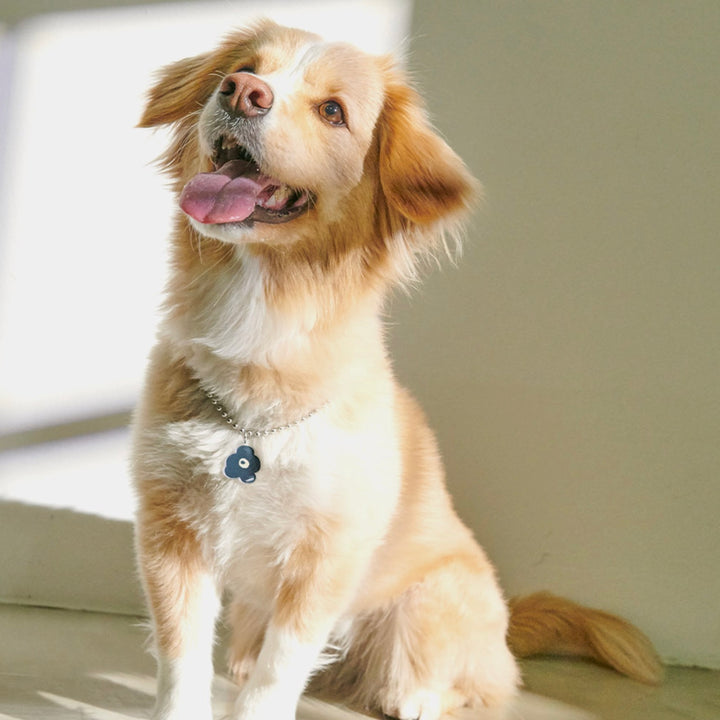 ※予約販売【foreverybari】PENSÉE Necklace