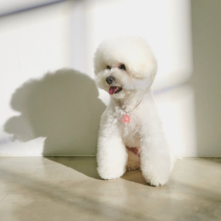 ※予約販売【foreverybari】PENSÉE Necklace