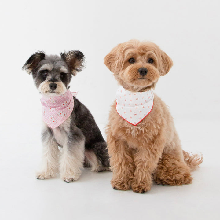 ※予約販売【foreverybari】Ribbon Scarf