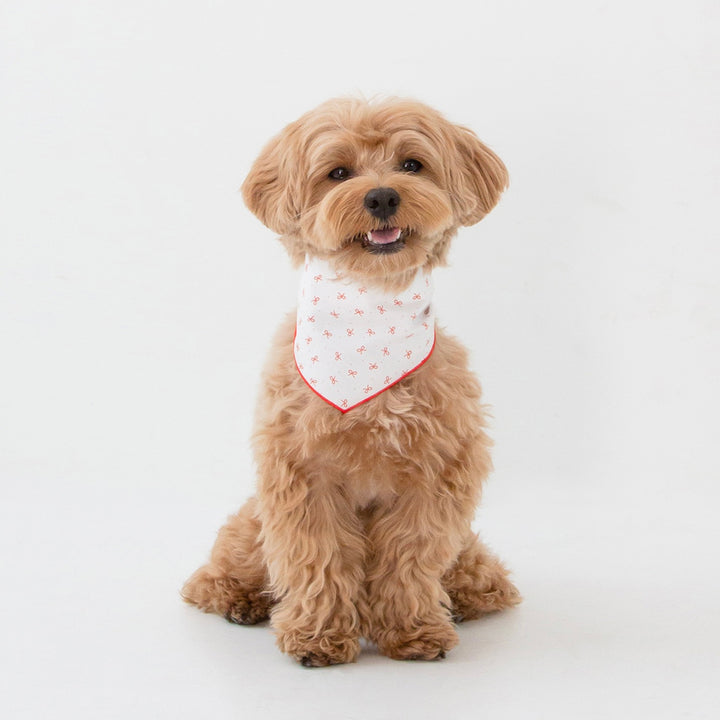 ※予約販売【foreverybari】Ribbon Scarf