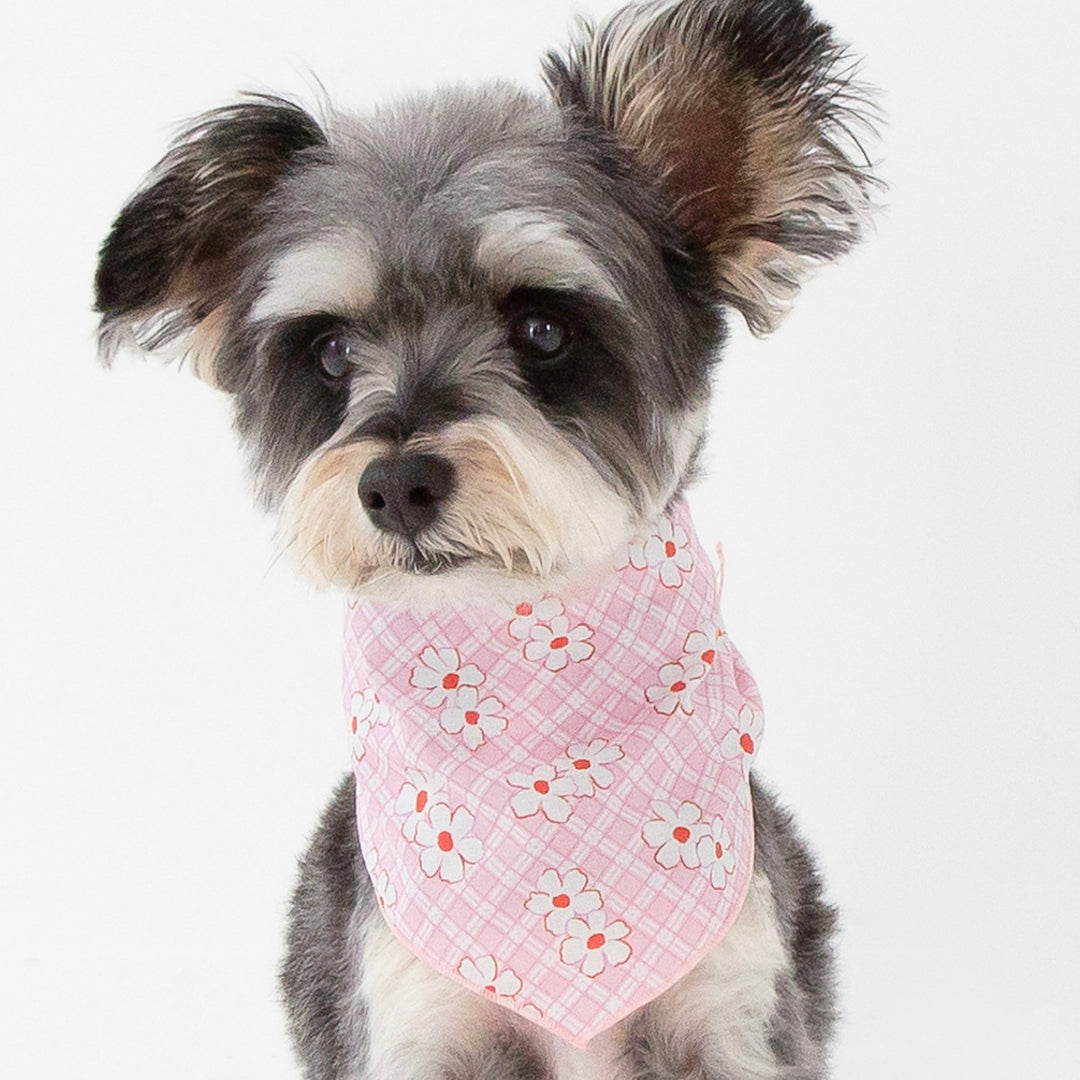 ※予約販売【foreverybari】Rosie Scarf