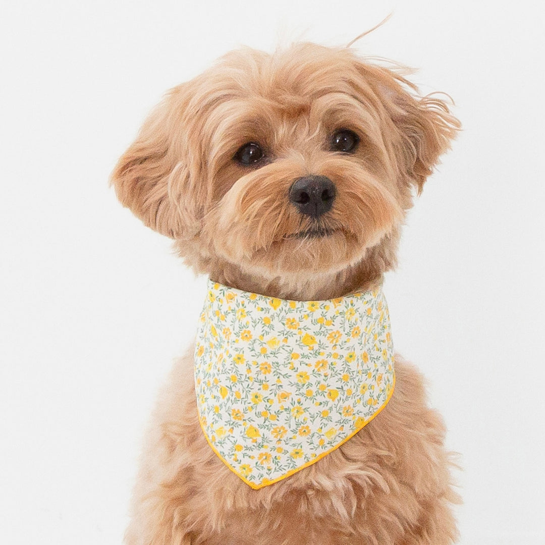 ※予約販売【foreverybari】Danielle Scarf