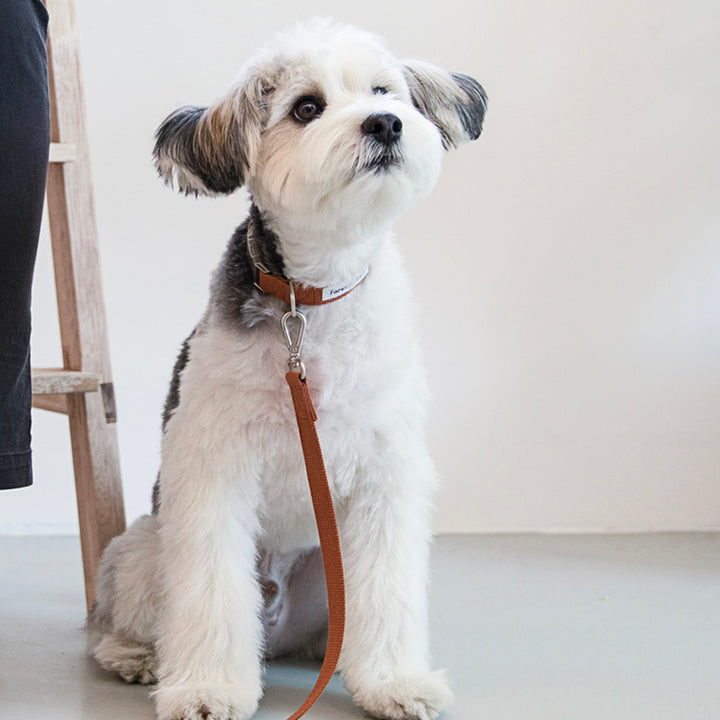 ※予約販売【foreverybari】Classic Pet Collar（Camel）