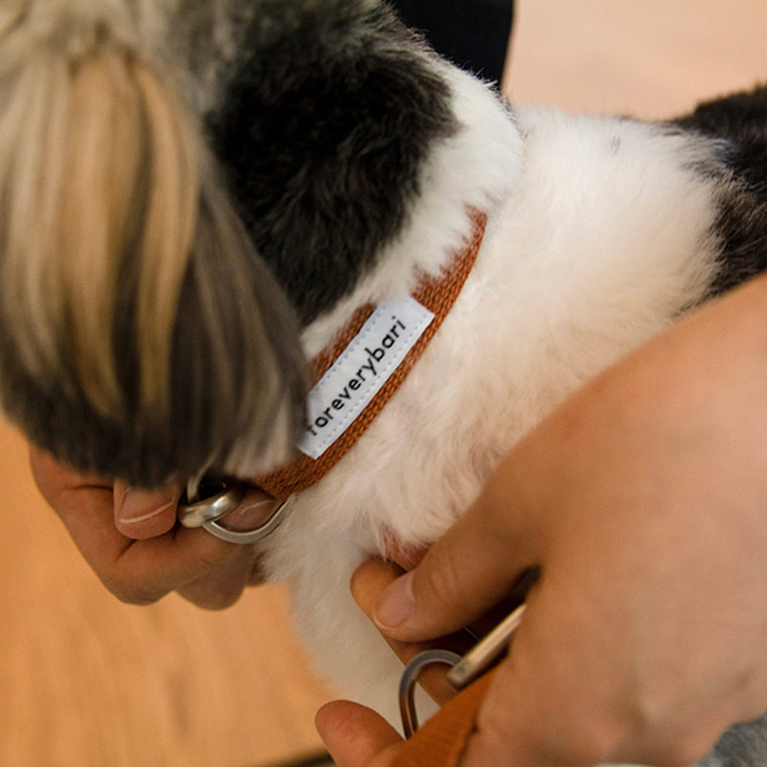 ※予約販売【foreverybari】Classic Pet Collar（Camel）