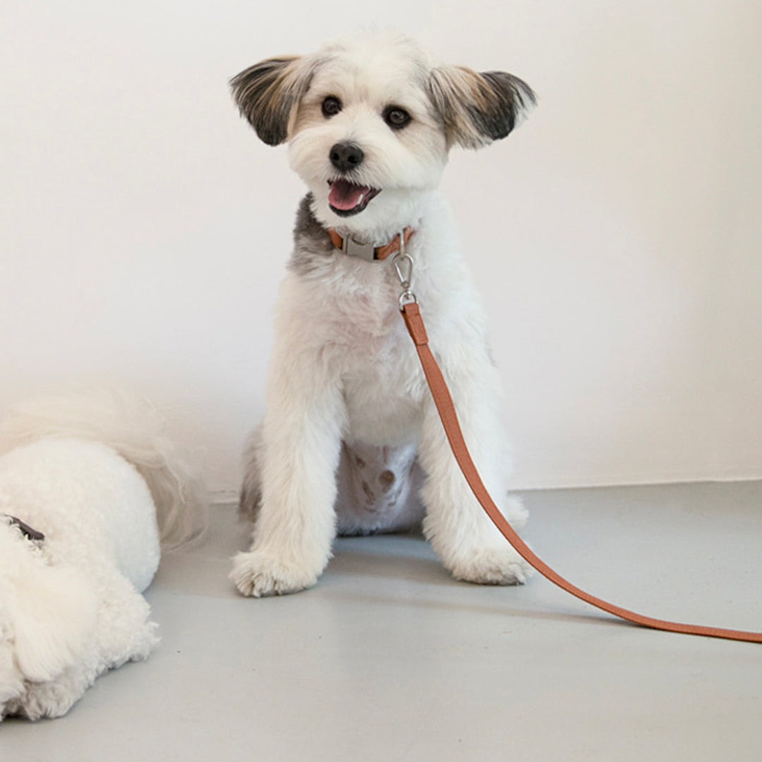 ※予約販売【foreverybari】Classic Pet Collar（Camel）