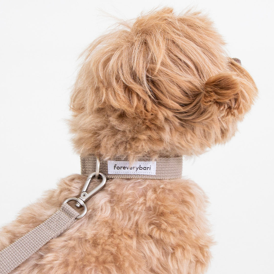 ※予約販売【foreverybari】Classic Pet Collar（Camel）