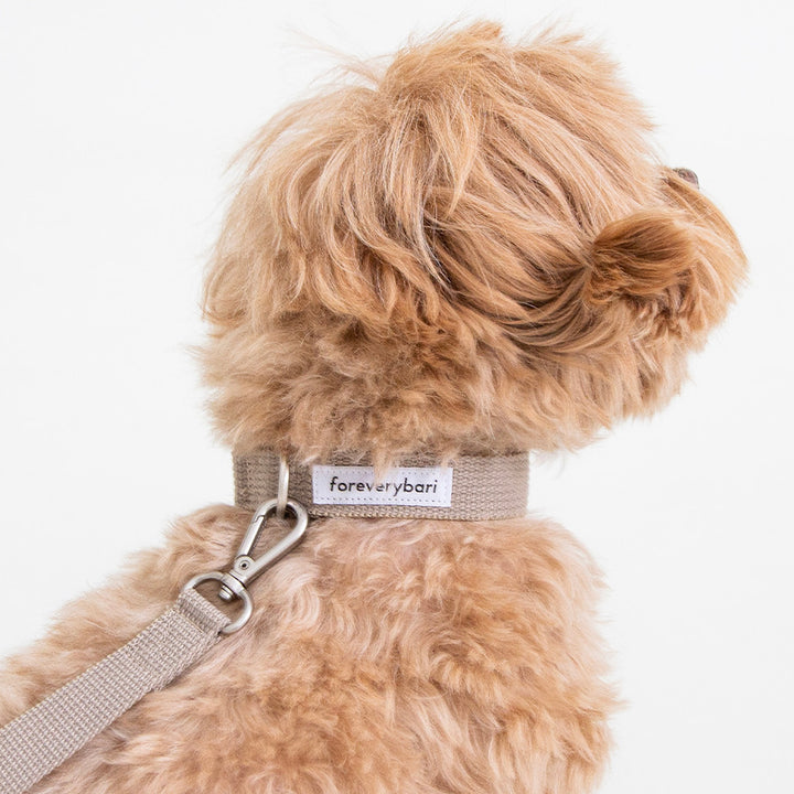 ※予約販売【foreverybari】Classic Pet Collar（Camel）