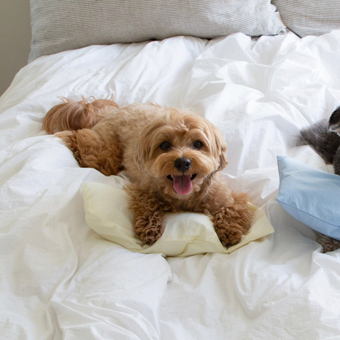 ※予約販売【foreverybari】Cotton Pillow（Cream）