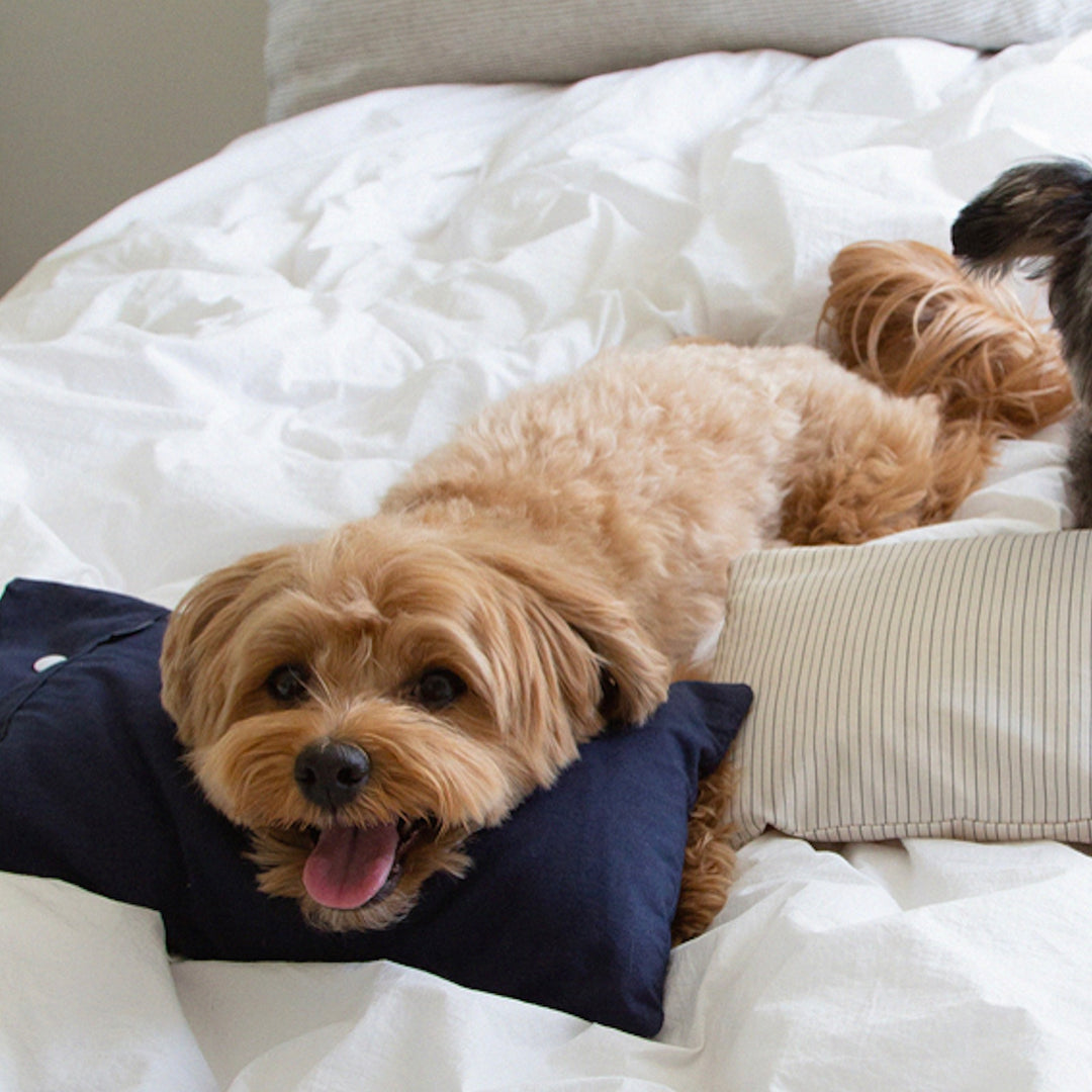 ※予約販売【foreverybari】Cotton Pillow（Navy）