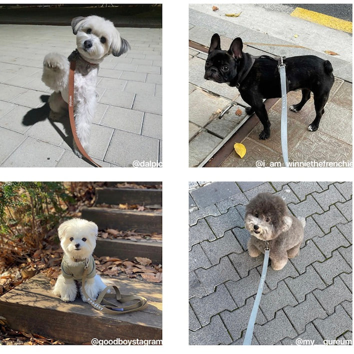 ※予約販売【foreverybari】Classic Pet Collar（Camel）