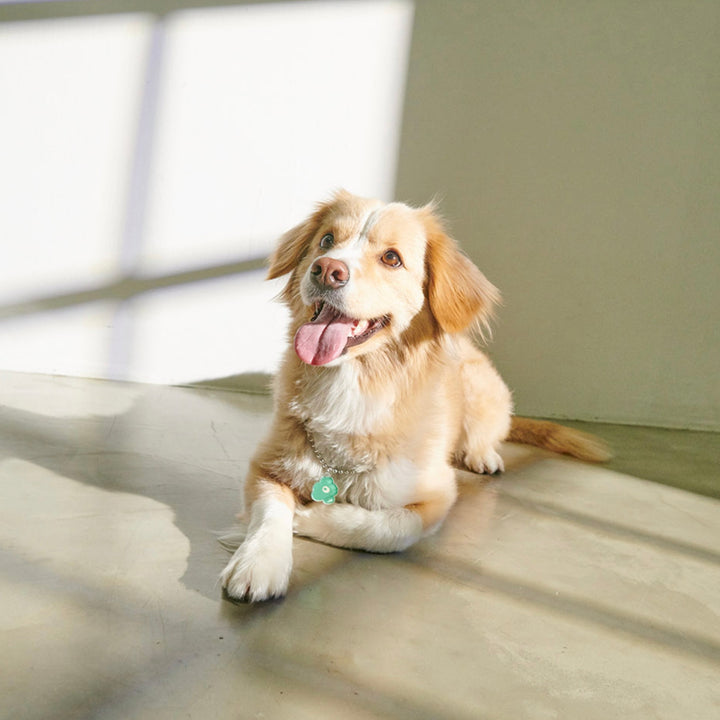 ※予約販売【foreverybari】PENSÉE Necklace