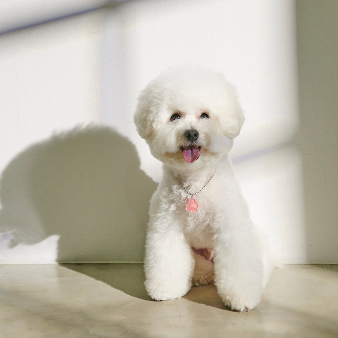 ※予約販売【foreverybari】PENSÉE Necklace