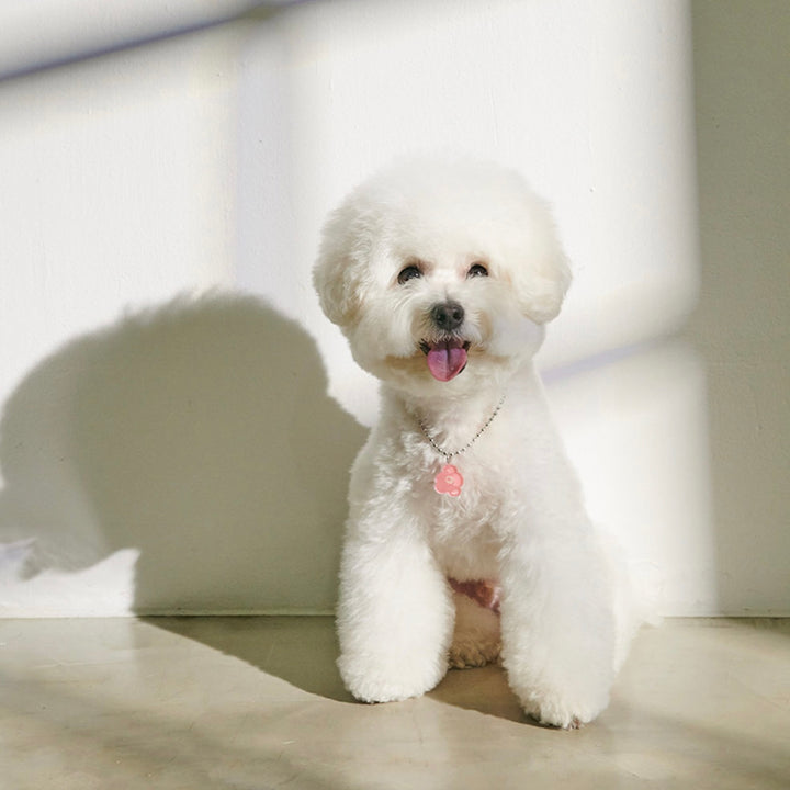 ※予約販売【foreverybari】PENSÉE Necklace