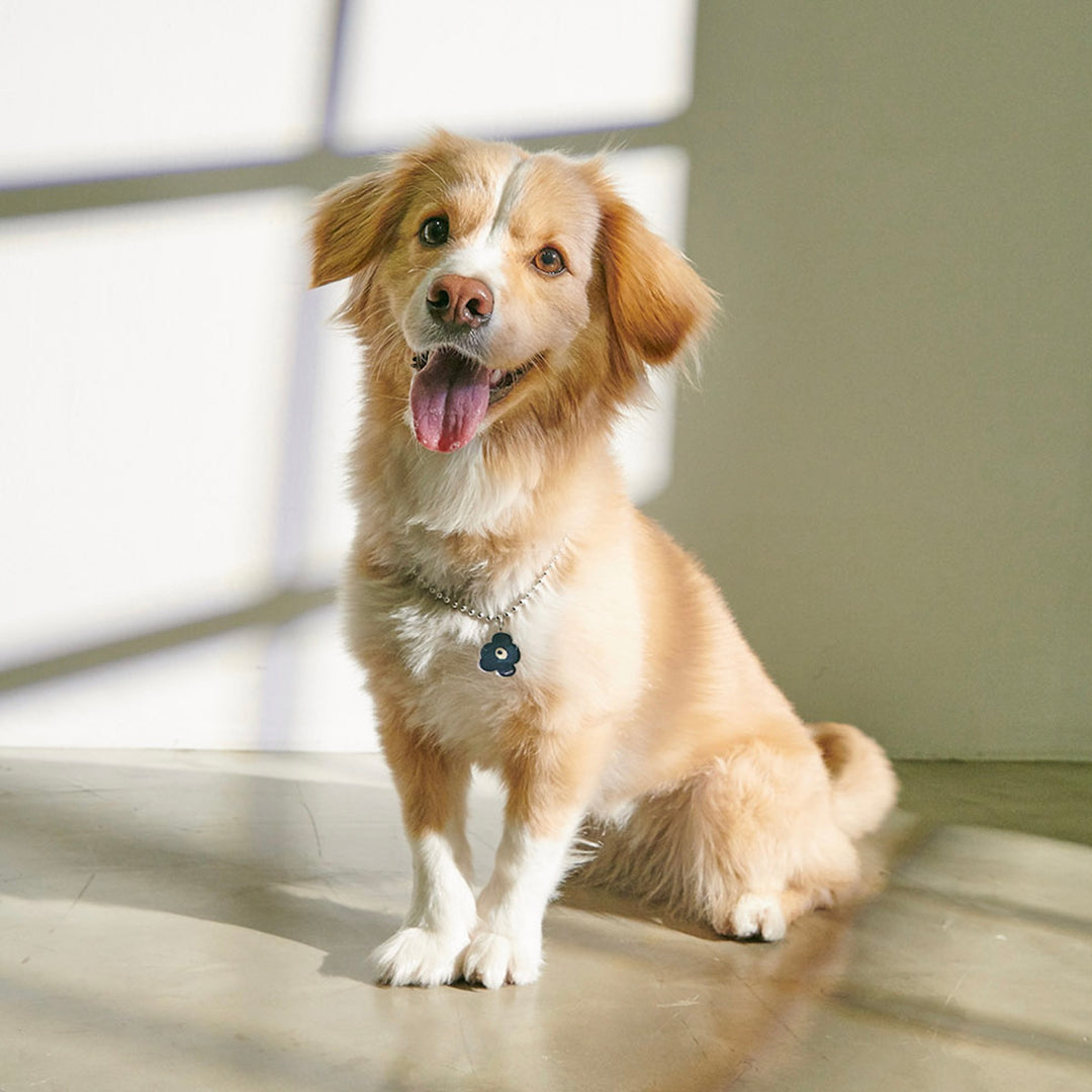 ※予約販売【foreverybari】PENSÉE Necklace