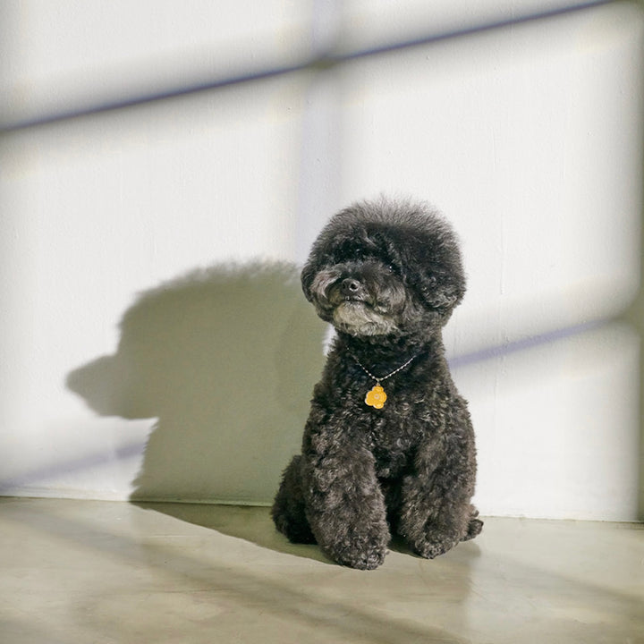 ※予約販売【foreverybari】PENSÉE Necklace