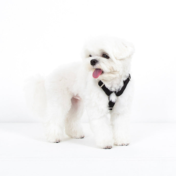 ※予約販売【foreverybari】Classic Pet Harness（Black）