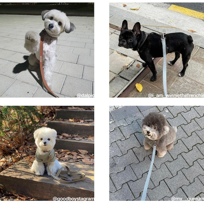 ※予約販売【foreverybari】Classic Pet Harness（Black）