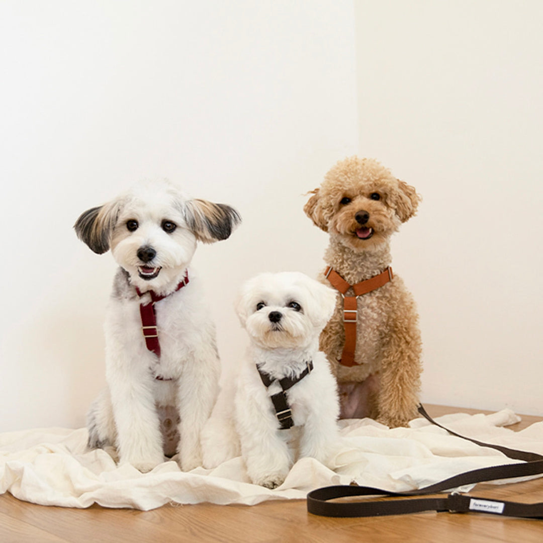 ※予約販売【foreverybari】Classic Pet Harness（Camel）