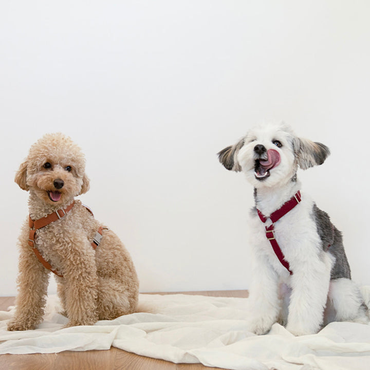 ※予約販売【foreverybari】Classic Pet Harness（Camel）