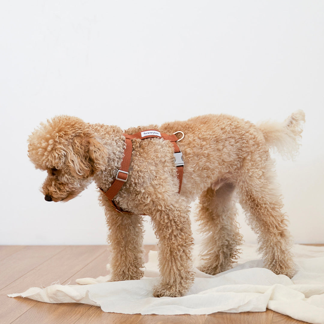 ※予約販売【foreverybari】Classic Pet Harness（Camel）