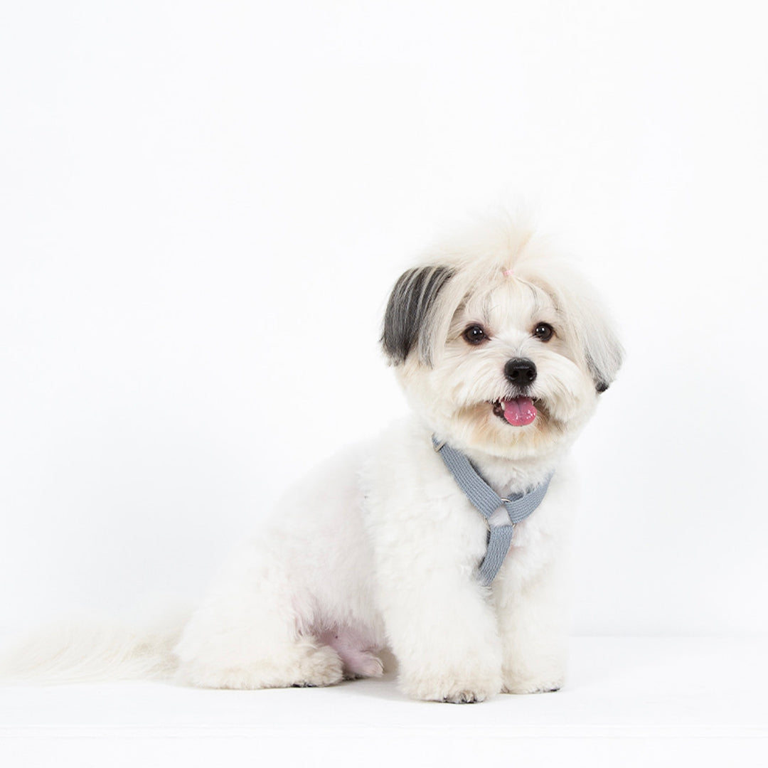 ※予約販売【foreverybari】Classic Pet Harness（Ice Gray）