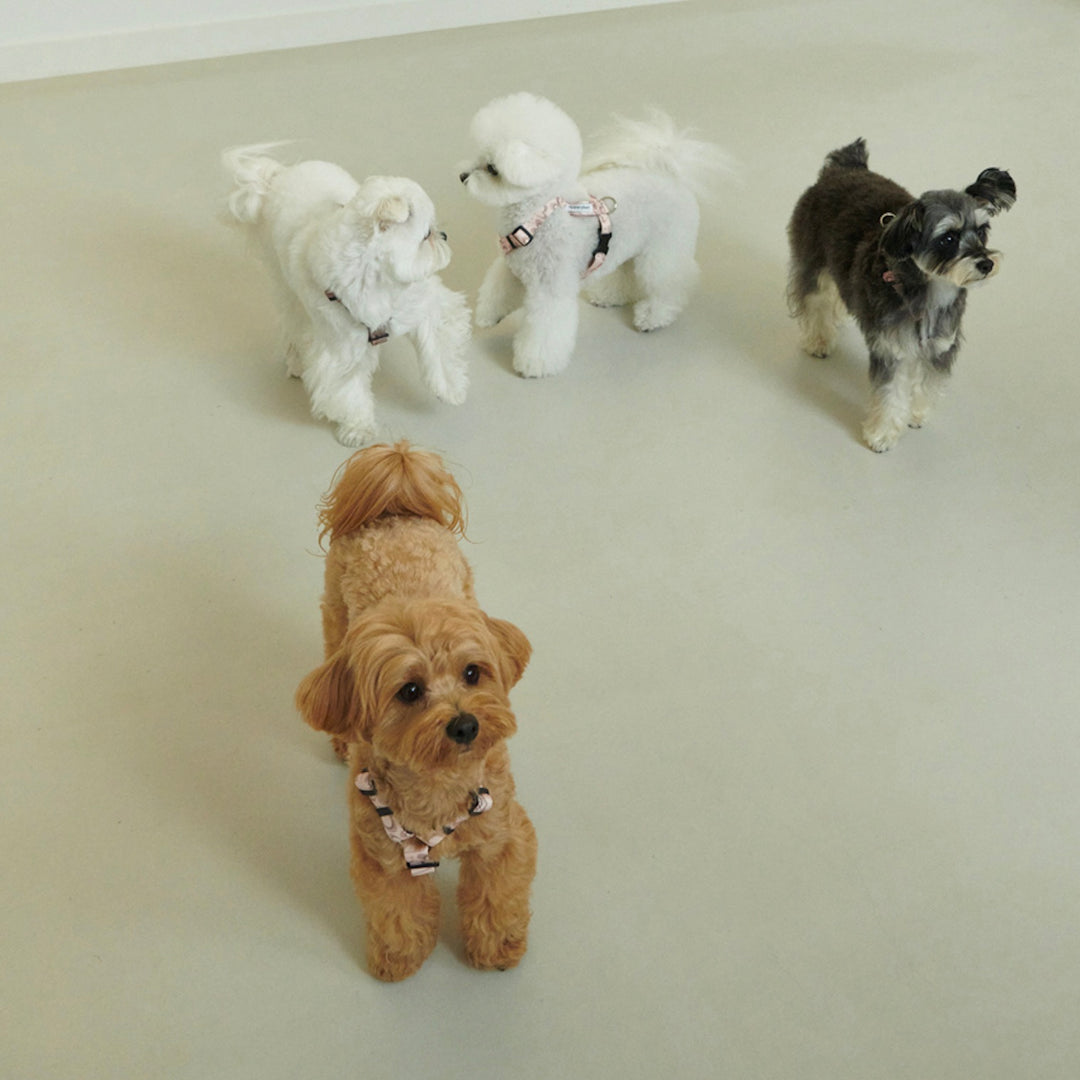 ※予約販売【foreverybari】Marble Heart Pet Harness（Strawberry）