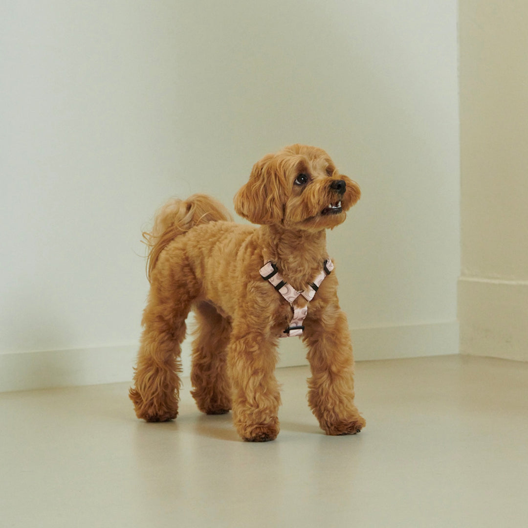 ※予約販売【foreverybari】Marble Heart Pet Harness（Strawberry）