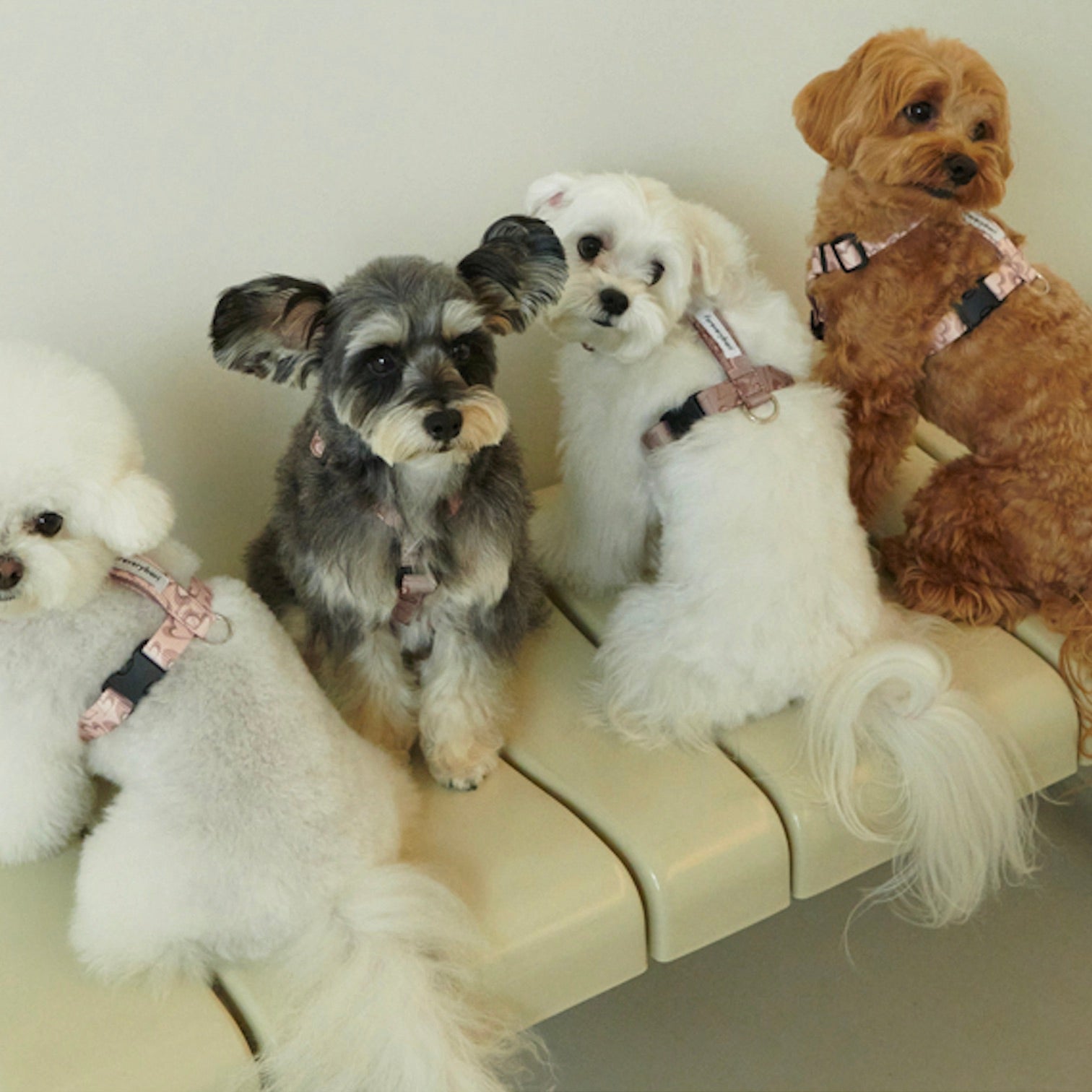 海外犬服 高品質なインポートのドッグウェア通販 