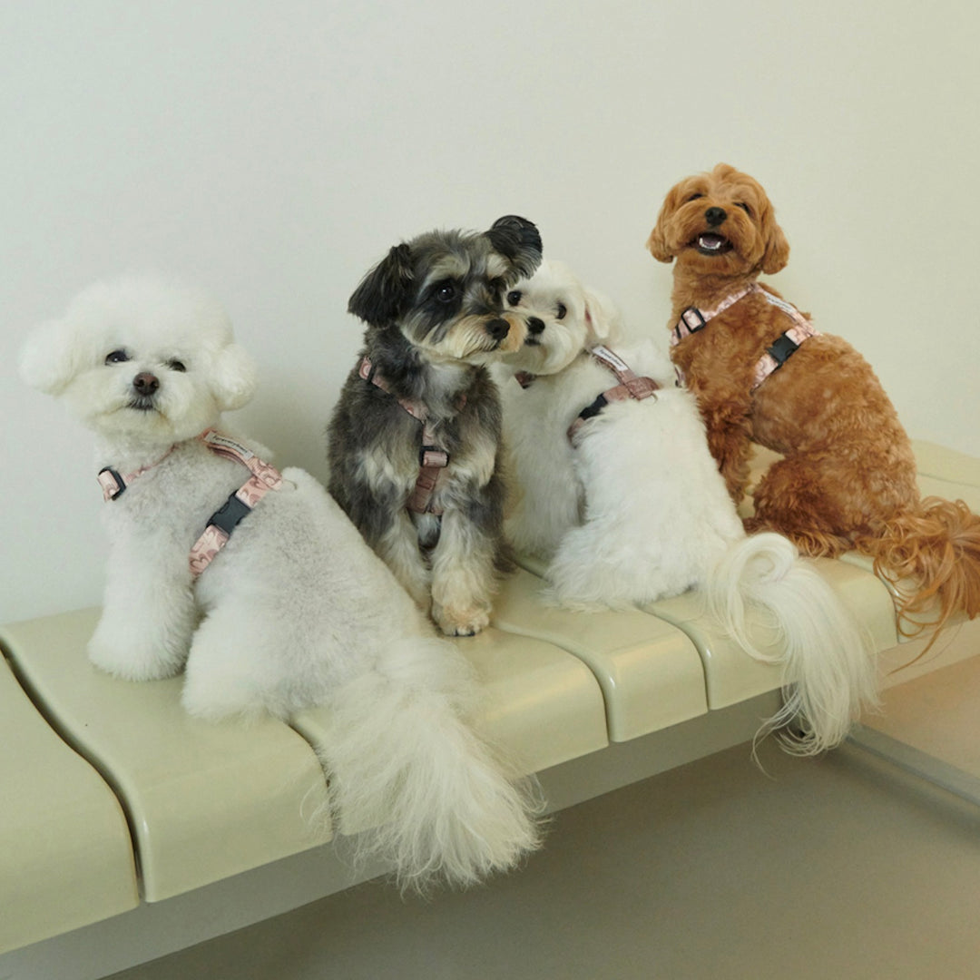 ※予約販売【foreverybari】Marble Heart Pet Harness（Chocolate）