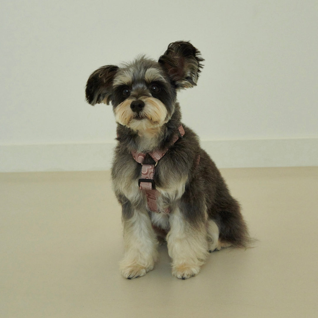 ※予約販売【foreverybari】Marble Heart Pet Harness（Chocolate）