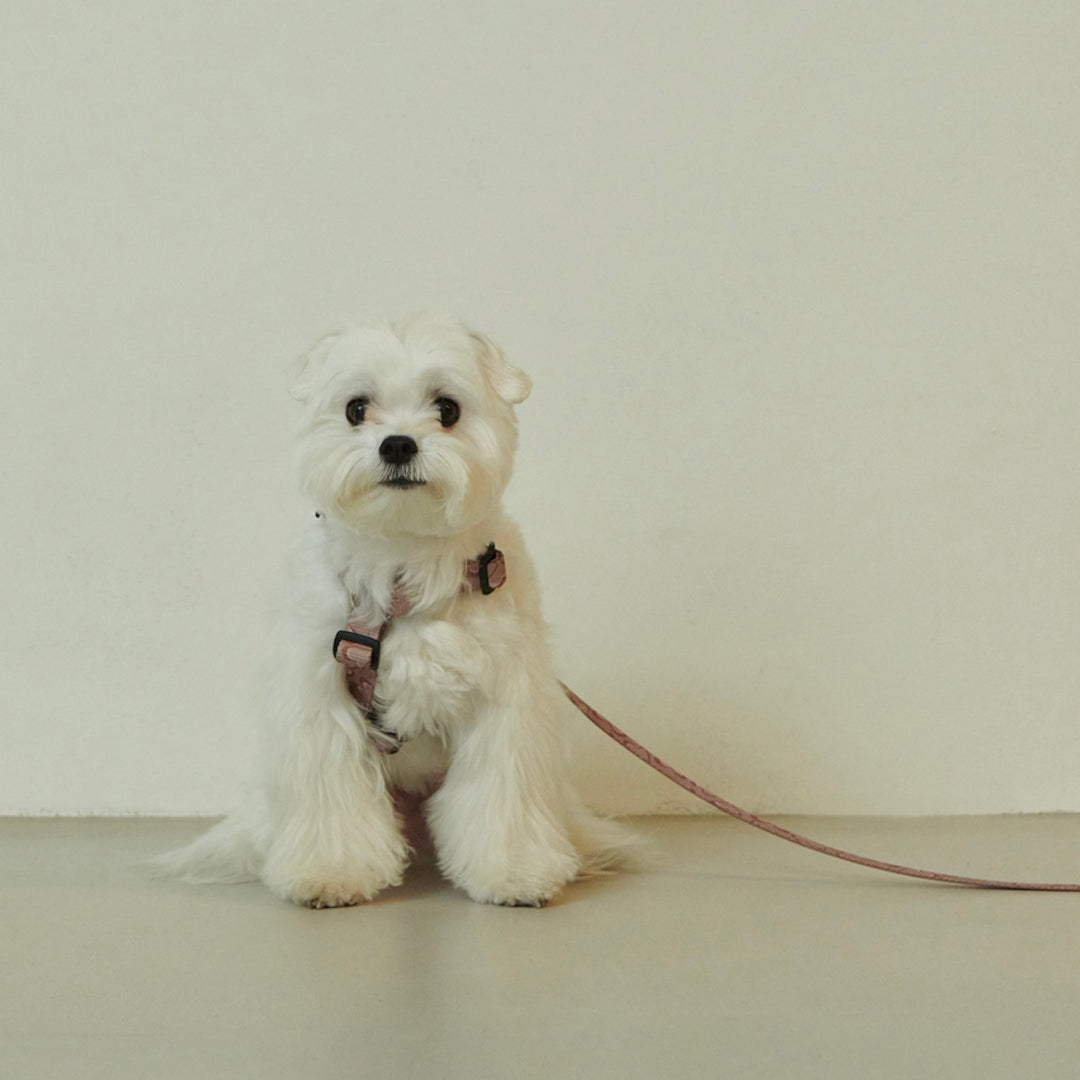 ※予約販売【foreverybari】Marble Heart Pet Harness（Chocolate）